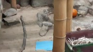 Kea parrots playing