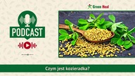 Kozieradka  właściwości lecznicze i zastosowanie [PODCAST]