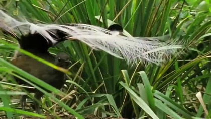 Attenborough-s.  Głosy natury.  Wonder. of. Song. (2022) lektor