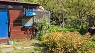 Najstarsze gołębie mojej hodowli i krótka historia ich zakupu 