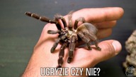 GRZYBOWY ALERT! Samice Ybyrapora diversipes, oraz Psalmopoeus reduncus