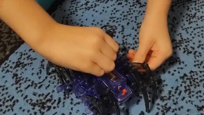 Pająk nie chodził, a chodzi!