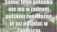 Samic tego gatunku nie ma w żadnym polskim zoo.  Można je już oglądać w Zamościu