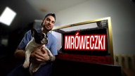 Nowy wystrój w NAJWIĘKSZYM FORMIKARIUM 