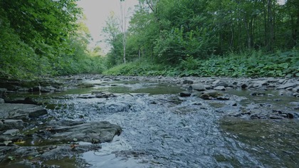 Mountain Stream Flow  Clear Forest Water Soundscape
