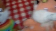 Przygody zwierzątek 14 czary mary