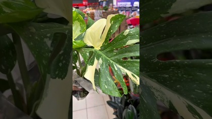 FESTIWAL ROŚLIN, BIEDRONKA, DINO, CARREFOUR NOWOŚCI ROŚLINNE! Monstera mint, variegata!