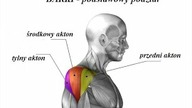 Trening na OKRĄGŁE BARKI z hantlami