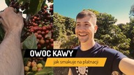 Jak smakuje owoc kawowca | Czajnikowy.pl