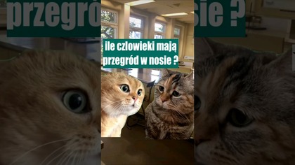 Ile czlowieki mają przegrod w nosie 4k