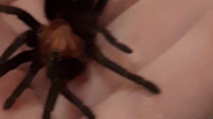 Davus pentaloris short #handling 