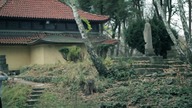 Polski ninja