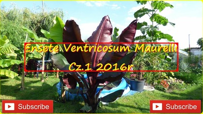 170. Ensete Ventricosum Maurelii.  Cz. 1 Najbardziej poszukiwany bananowiec w tym roku.