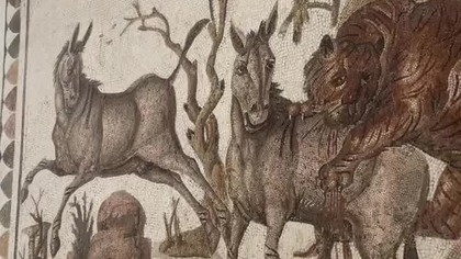 Rzymskie mozaiki w El Djem #podr&oacute;że #tunezja #travel #afryka #wakacje #eljem