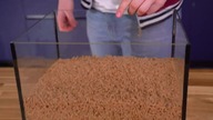 How fast will maggots eat a Burger?