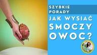 Jak wysiewać, rozmnażać Smoczy Owoc? Truskawkowa Gruszka z nasion #Shorts