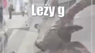 Odpoczywający Maciej dołączył do koziołkowej rodziny
