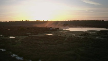 Park Narodowy New Forest