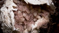 Odbieranie kokonu! DUUŻO BOMBELKÓW  Hapalopus sp.  Columbia gross + pakowanie ptaszników do wysyłki