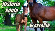 (Bardzo) Krótka historia konia