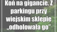Koń na gigancie.  Z parkingu przy wiejskim sklepie odholowała go policja