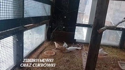 Krótki film o ptokach 