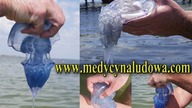 Rak - opryszczka - meduzy - sensacyjne odkrycie!