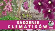Jak i kiedy SADZIĆ CLEMATISY powojniki ?  Sadzenie i uprawa clematisów