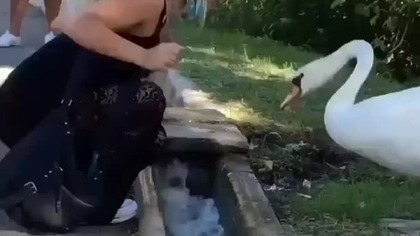 Facebook video