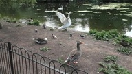Birds / Ptaki # 1