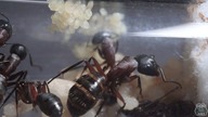 Camponotus ligniperda- NAJWIĘKSZA mrówka Europy!