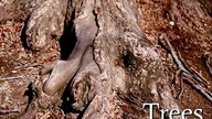 New York Slideshows - Trees
