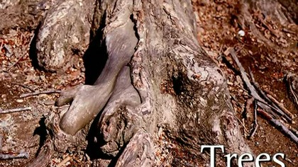 New York Slideshows - Trees