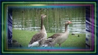 Gray Geese. Foto. MUTE.