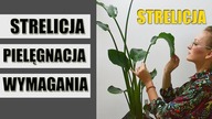 STRELICJA - uprawa, wymagania, pielęgnacja