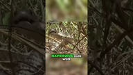 Uwaga! NAJWIĘKSZY WĄŻ ŚWIATA!