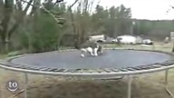 Zwierzęta na trampolinie!