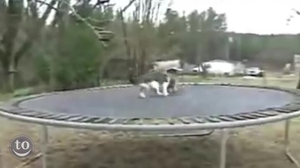 Zwierzęta na trampolinie!