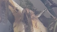 Locust imago eating 