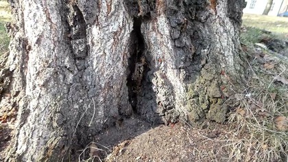 Niebezpieczna brzoza