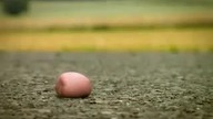Robaki i guma do żucia!