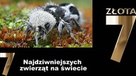 7 najdziwniejszych zwierząt na świecie