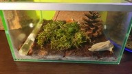 Formica sanguinea  Wystartowała nowa kolonia 