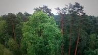 Butelka może spowodować pożar w lesie!