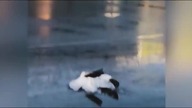 FEAssn - Rain of Birds - Something is Going On...  (2018-2019).  Rain of Birds