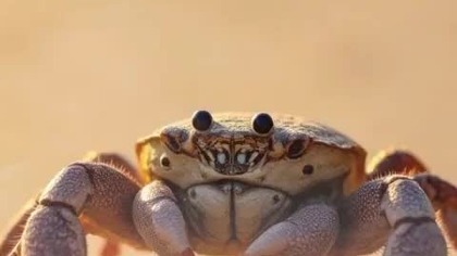 Odkryj swoją siłę: Nauka wytrwałości od craba!