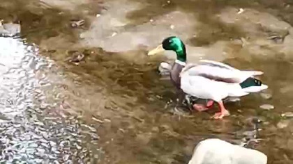 Kaczor zdziwiony brakiem wody w rzeczce.  Susza niestety w całej Polsce.  Żaba po dnie strumyka chodzi