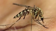 Komar tygrysi (Aedes albopictus) Denga wisi w powietrzu