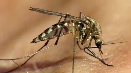 Komar tygrysi (Aedes albopictus) Denga wisi w powietrzu