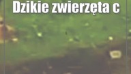 Niespotykany gość na kraśnickich ulicach